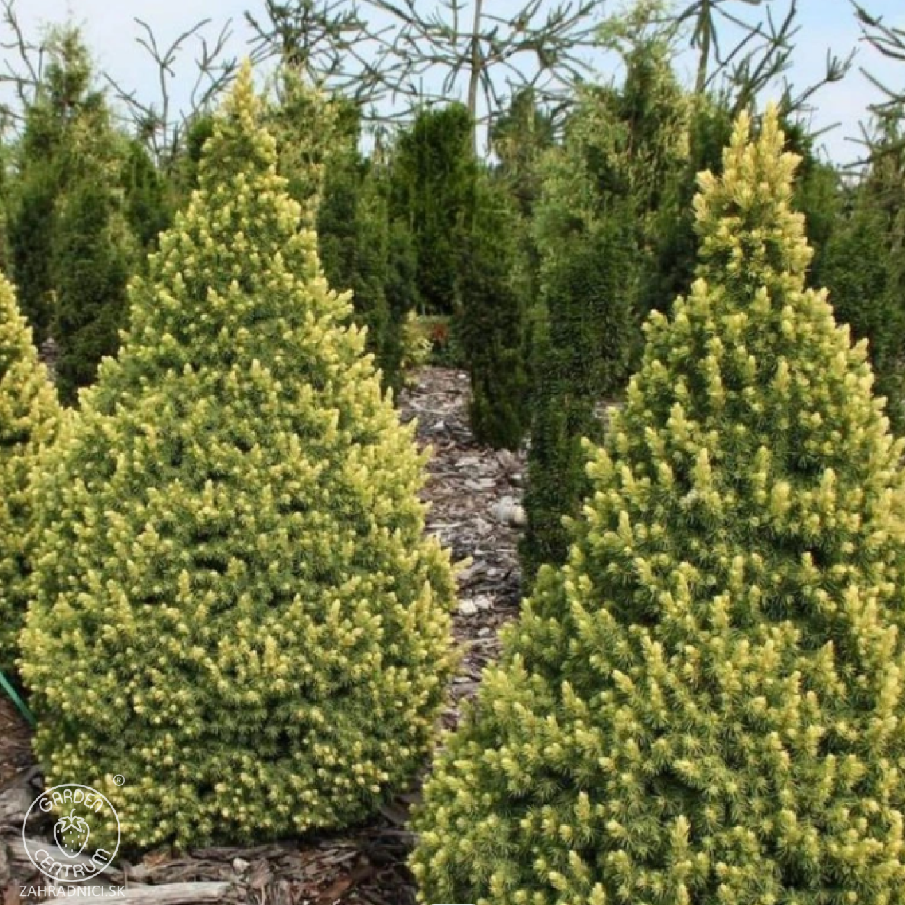 Obrázok Smrek biely (Picea glauca) ´RAINBOW´S END´ – výška 10-20 cm, kont. C2L
